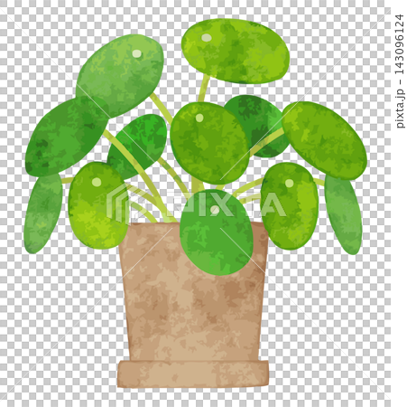 Houseplant - Hand-painted watercolor illustration (Pilea peperomioides) Houseplant - Hand-painted watercolor illustration (Pilea peperomioides) 143096124