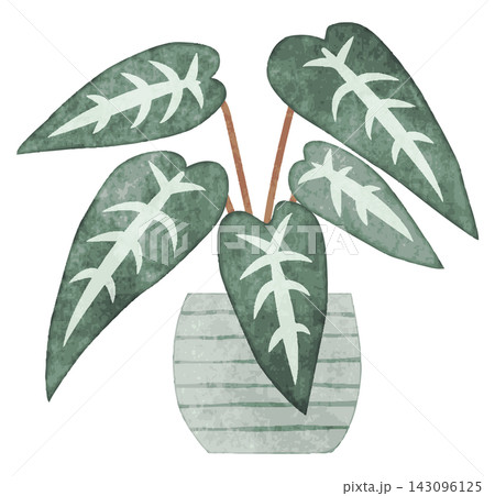 観葉植物 手描き水彩イラスト (アカロシアバンビーノ) 観葉植物 手描き水彩イラスト (アカロシアバンビーノ) 143096125