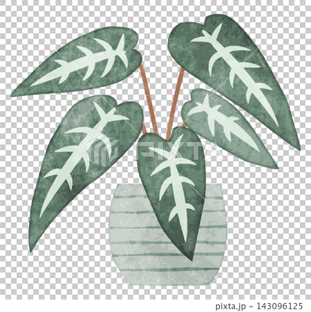 室內植物,手繪水彩插圖(相思樹) 室內植物,手繪水彩插圖(相思樹) 143096125