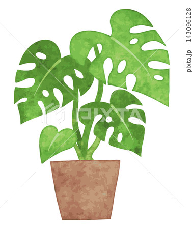 観葉植物　手描き水彩イラスト　（モンステラ） 143096128