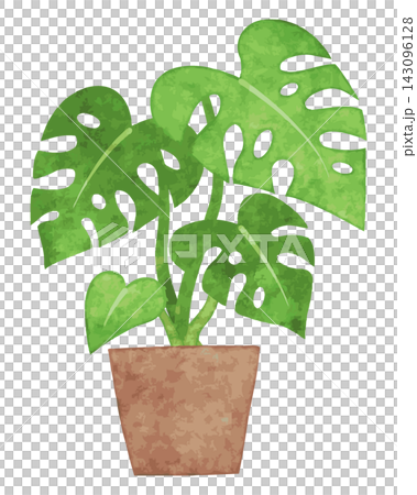 観葉植物　手描き水彩イラスト　（モンステラ） 143096128
