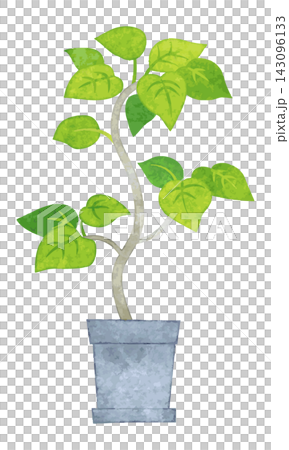 室內植物 - 手繪水彩插圖(榕樹) 室內植物 - 手繪水彩插圖(榕樹) 143096133
