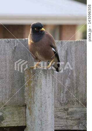 Common Myna On Wooden Fence 143096308