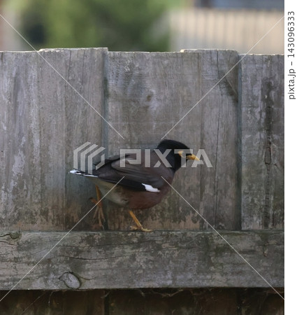 Common Myna On Wooden Fence Common Myna On Wooden Fence 143096333