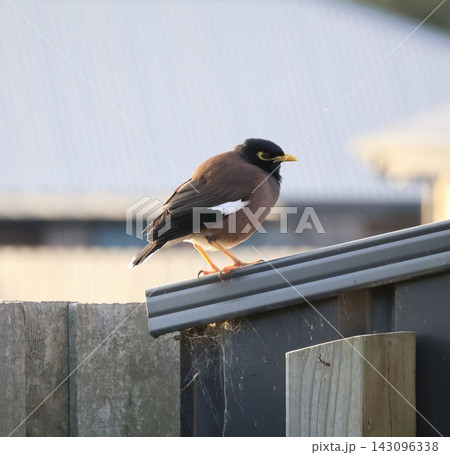 Common Myna On Wooden Fence Common Myna On Wooden Fence 143096338