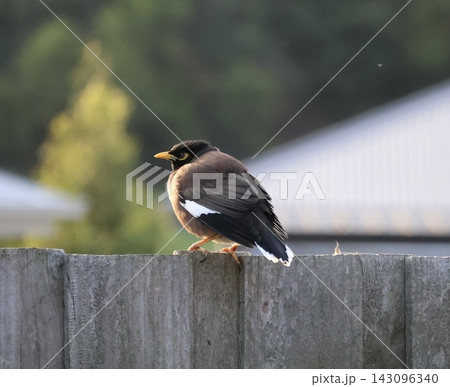 Common Myna On Wooden Fence Common Myna On Wooden Fence 143096340