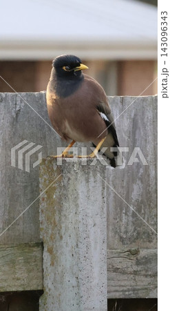 Common Myna On Wooden Fence Common Myna On Wooden Fence 143096343