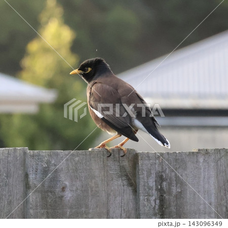 Common Myna On Wooden Fence Common Myna On Wooden Fence 143096349