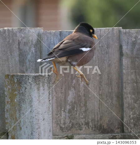 Common Myna On Wooden Fence Common Myna On Wooden Fence 143096353