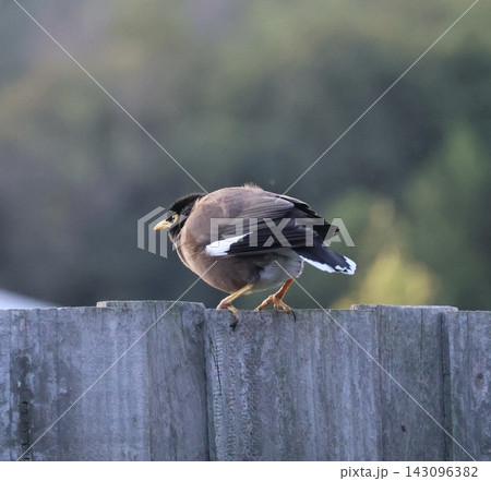 Common Myna On Wooden Fence 143096382