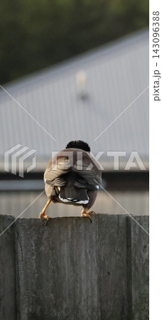 Common Myna On Wooden Fence Common Myna On Wooden Fence 143096388