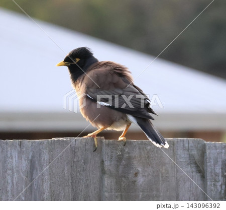 Common Myna On Wooden Fence Common Myna On Wooden Fence 143096392
