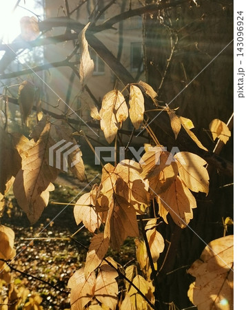 Sunlit golden brown leaves on slender branches in a wooded outdoor setting Sunlit golden brown leaves on slender branches in a wooded outdoor setting 143096924