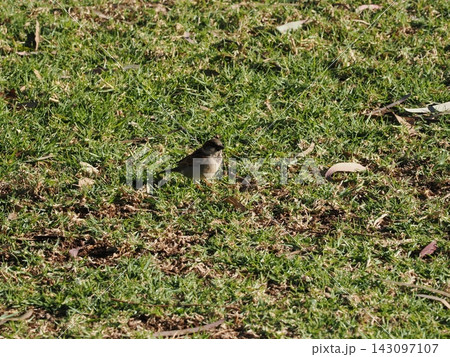 草地に立つスズメ—褐色の羽毛と地面の質感が際立つ自然観察記録 143097107