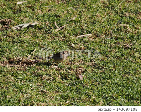 陽光に立つスズメ—褐色の羽毛と草地の質感が際立つ自然観察記録 143097108
