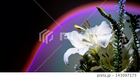 White lily bouquet highlighted by warm spotlight sunset lamp against dark background 143097173