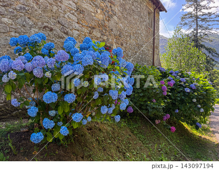 Blue and purple hydrangeas blooming by stone wall building 143097194