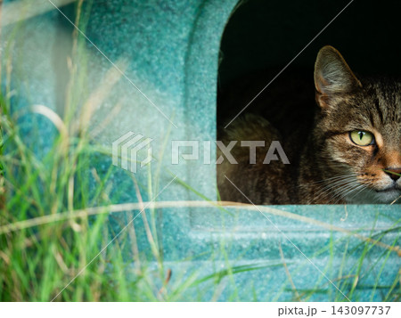 Tabby cat relaxes in garden in shelter 143097737