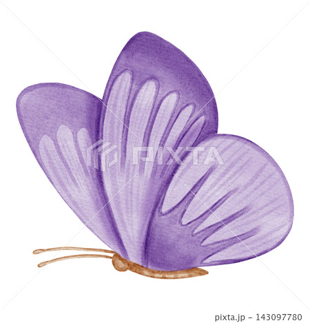 Watercolor hand drawn illustration of a purple butterfly isolated on white background. Gentle and cute insect art for nursery, baby shower and childish designs. Watercolor hand drawn illustration of a purple butterfly isolated on white background. Gentle and cute insect art for nursery, baby shower and childish designs. 143097780