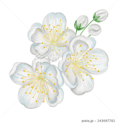 Watercolor illustration of white plum blossoms isolated on a white background. Perfect for product logo, posters, packaging, textile, market advertising, wedding invitation, label, card 143097781