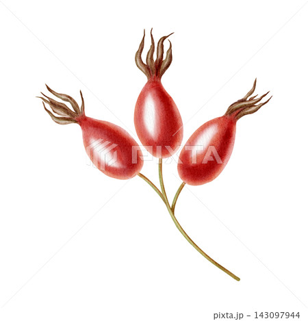 Watercolor illustration of ripe red rose hips on a stem, isolated on a white background. Ideal for product logos, posters, packaging, and textiles Watercolor illustration of ripe red rose hips on a stem, isolated on a white background. Ideal for product logos, posters, packaging, and textiles 143097944