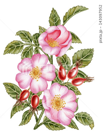 Watercolor branch of blooming wild rose with pink flowers, red rosehip berries, and green leaves isolated on a white background. Ideal for product logos, posters, packaging, and textiles Watercolor branch of blooming wild rose with pink flowers, red rosehip berries, and green leaves isolated on a white background. Ideal for product logos, posters, packaging, and textiles 143097952