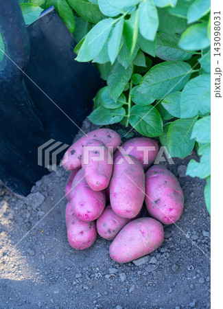Long red potatoes gathered and a shovel in autumn garden. 143098031