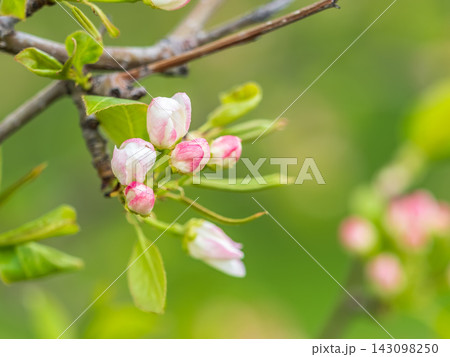 White blossoming apple trees in the sunset light. Spring season, spring colors. White blossoming apple trees in the sunset light. Spring season, spring colors. 143098250
