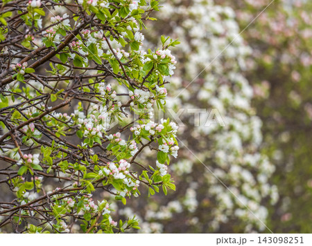 White blossoming apple trees in the sunset light. Spring season, spring colors. White blossoming apple trees in the sunset light. Spring season, spring colors. 143098251
