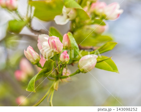 White blossoming apple trees in the sunset light. Spring season, spring colors. White blossoming apple trees in the sunset light. Spring season, spring colors. 143098252