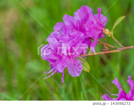 Pink flowers of Siberian rhododendron copy space. Rhododendron dauricum. Spring flowering of Altai rhododendron. Pink flowers of Siberian rhododendron copy space. Rhododendron dauricum. Spring flowering of Altai rhododendron. 143098272