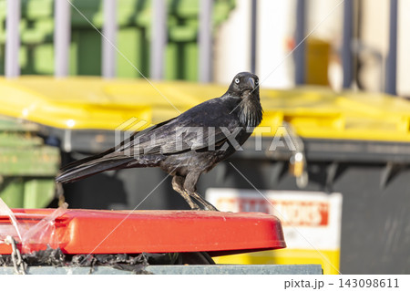 An Australian Raven standing on the lid of a large rubbish bin An Australian Raven standing on the lid of a large rubbish bin 143098611