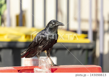 An Australian Raven standing on the lid of a large rubbish bin An Australian Raven standing on the lid of a large rubbish bin 143098613
