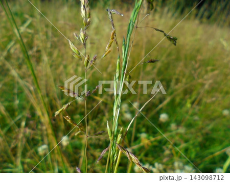 Meadow grass seed head in summer meadow, shallow depth of field 143098712