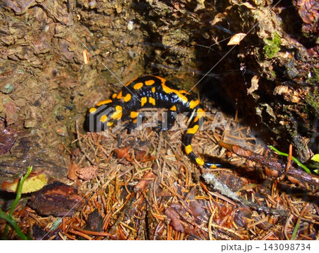 Fire salamander on damp spruce needle forest floor 143098734