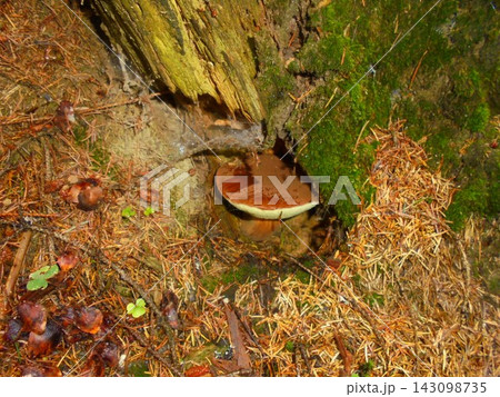 Bay bolete mushroom with round cap partially hidden under old decaying stump Bay bolete mushroom with round cap partially hidden under old decaying stump 143098735
