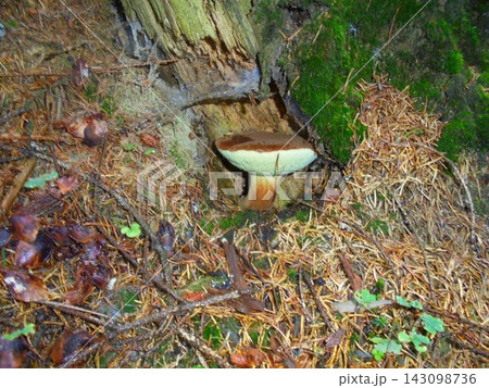 Forest nature scene with brown bay bolete growing under rotten spruce stump.. 143098736