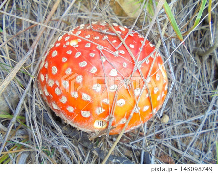 Round bright red fly amanita mushroom growing in dry grass Round bright red fly amanita mushroom growing in dry grass 143098749