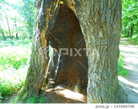 Hollow tree with orange fungi growing inside Hollow tree with orange fungi growing inside 143098786