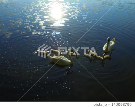 Mute swans with cygnets on sunlit pond with floating algae Mute swans with cygnets on sunlit pond with floating algae 143098790
