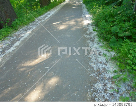 Slightly blurred image of path lined by white fluff from willows and poplars Slightly blurred image of path lined by white fluff from willows and poplars 143098793