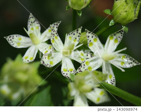 雨上がりのアケボノソウの花びらの輝き(20260917101729) 雨上がりのアケボノソウの花びらの輝き(20260917101729) 143098974