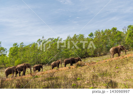 Elephant herd walking in South Africa 143098997