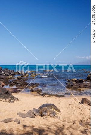 Sea turtle on ocean shore in Hawaii 143099056