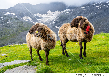 Two alpine sheeps stand on green grass in the mountains. The backdrop shows rocky slopes and patches of snow under a cloudy sky. The time is during the day. 143099672
