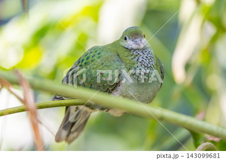 A superb fruit dove sits on a branch in a lush green area. The bird shows its bright colors and distinct features while surrounded by leaves. It enjoys the calm environment of its habitat. A superb fruit dove sits on a branch in a lush green area. The bird shows its bright colors and distinct features while surrounded by leaves. It enjoys the calm environment of its habitat. 143099681