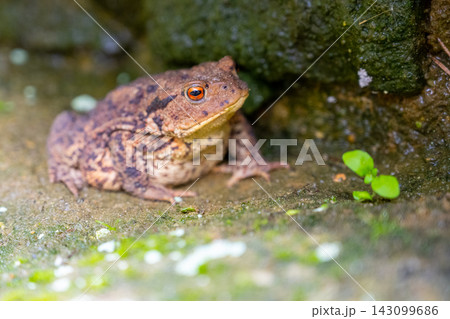A natterjack toad is resting on damp ground near a wall. It stays still among small plants and patches of moisture. The scene shows a natural environment during daytime. A natterjack toad is resting on damp ground near a wall. It stays still among small plants and patches of moisture. The scene shows a natural environment during daytime. 143099686