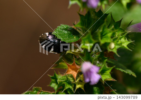 Black and white beetle perched on a vibrant green leaf during a sunny afternoon in a lush garden 143099789