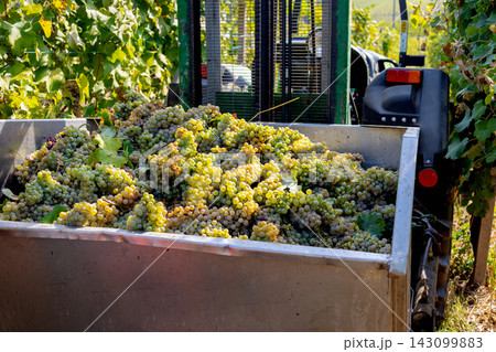 White grapes are abundantly filling a metal container attached to vineyard harvesting machinery, capturing the essence of the annual grape harvest in a sun drenched vineyard 143099883