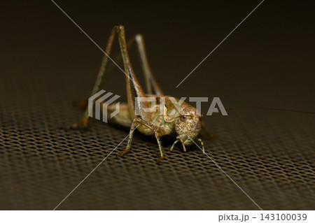 Close-up of a bush-cricket on a dark mesh surface Close-up of a bush-cricket on a dark mesh surface 143100039